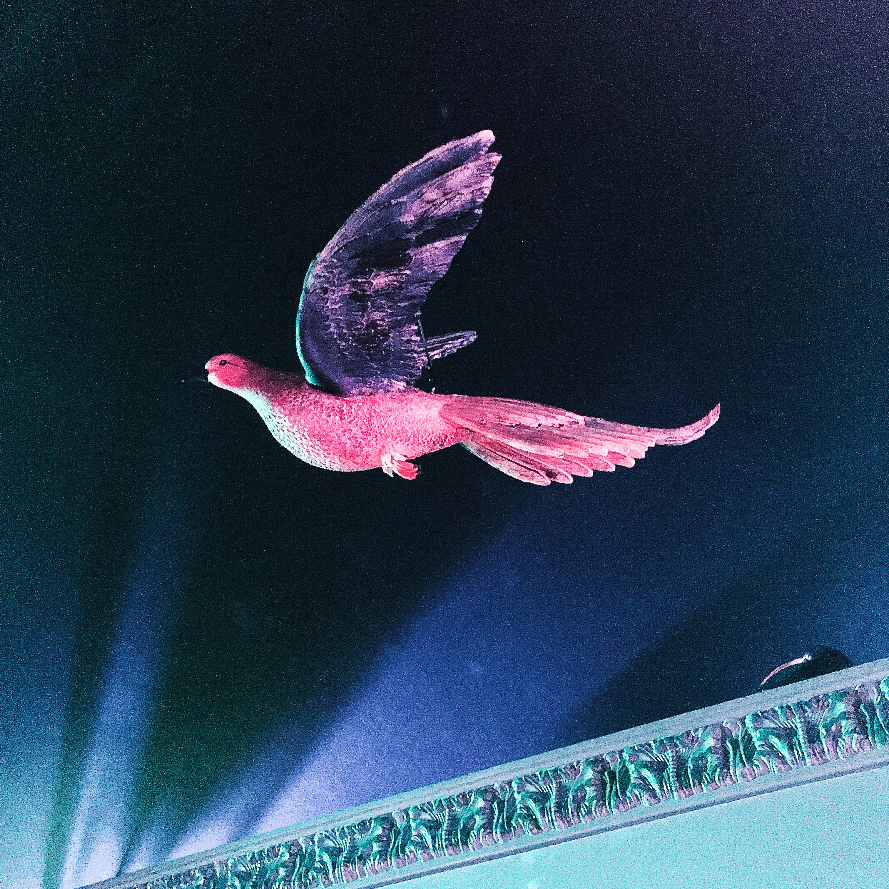 FLYING PASSENGER PIGEON