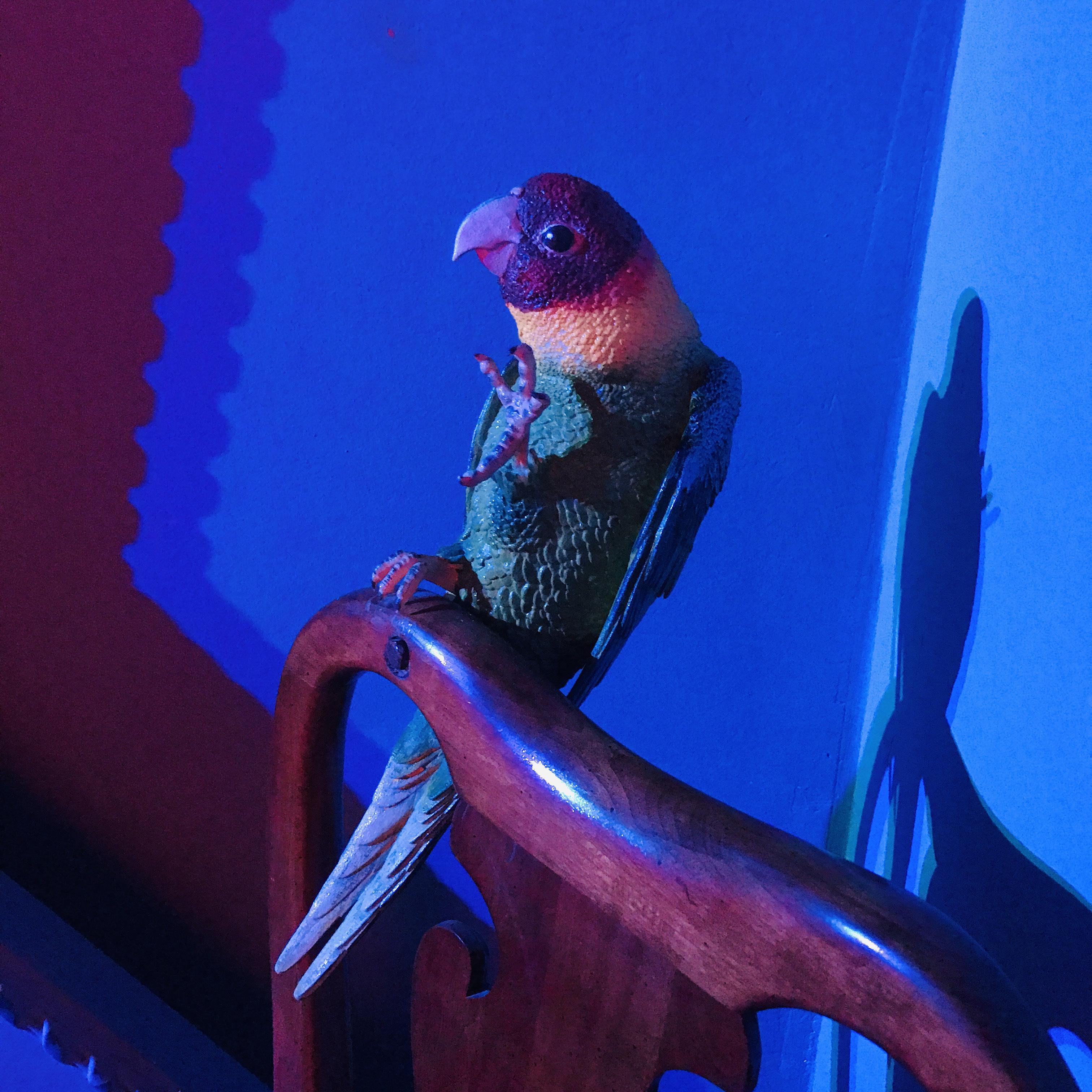 CAROLINA PARAKEET